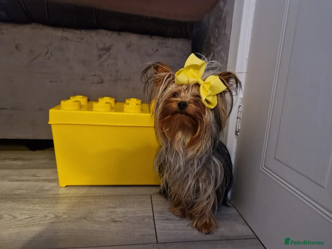Yorkshire Terrier dogs for sale: yorkshire Terrior pups - Advert 2