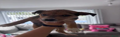 Mixed Breed Puppy 1
