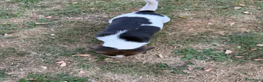 Beagle 2