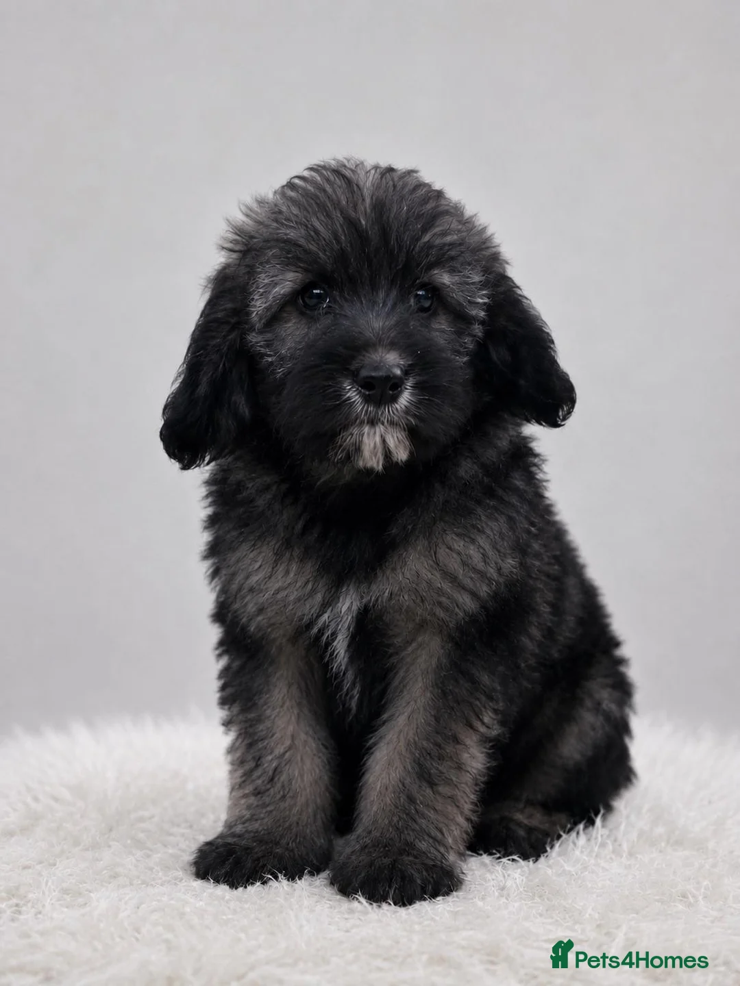 Mixed Breed dogs for sale: Adorable puppies for sale - Advert 2