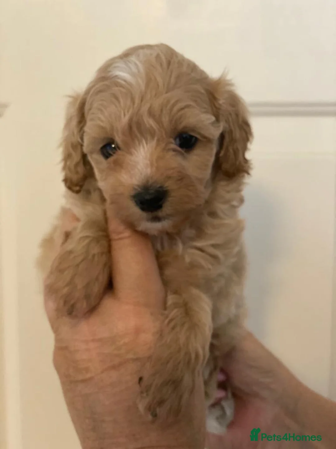 Toy Poodle dogs for stud: 🌹 RED TOY POODLE 9 INCH 2.8 KG HEALTH TESTED 🌹 in Romford - Advert 21
