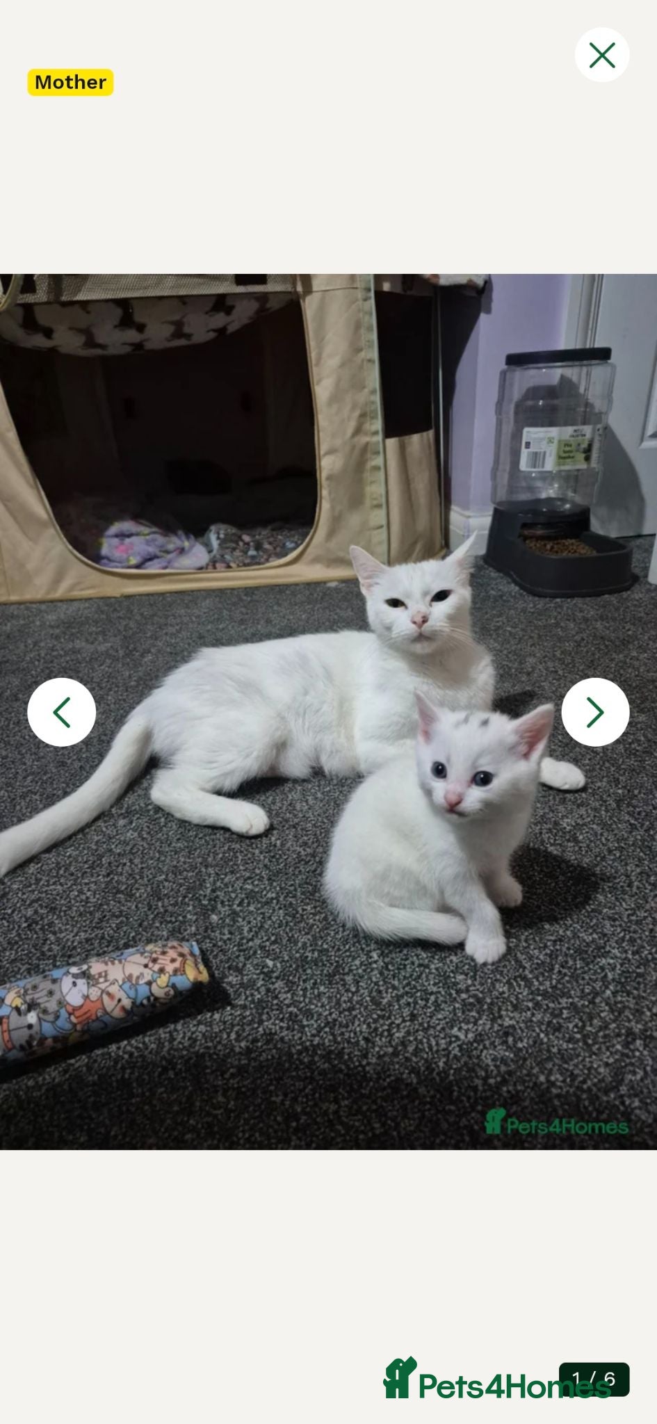 Mixed Breed cats Maine Coon mix with domestic shorthair  - Advert 10