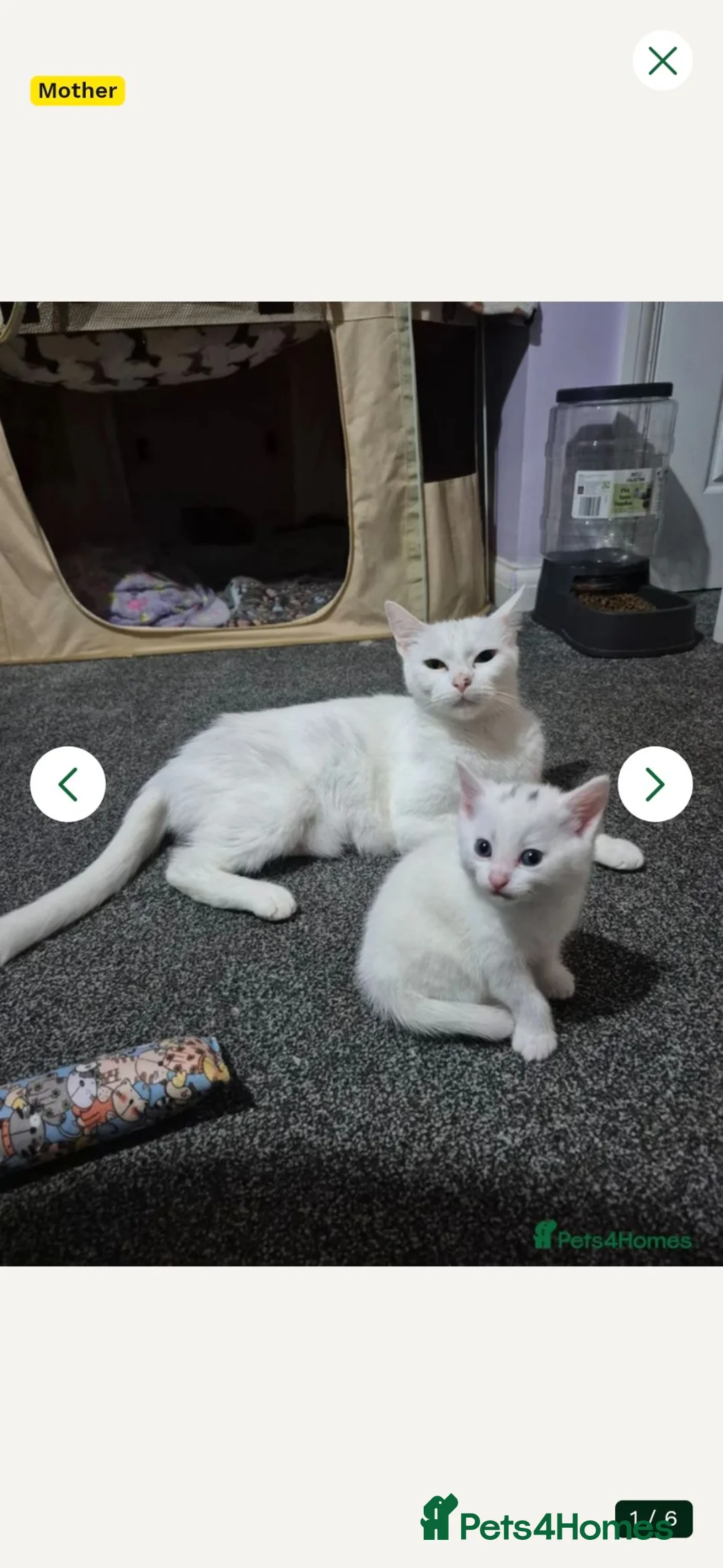 Mixed Breed cats for sale: Maine Coon mix with domestic shorthair  - Advert 1