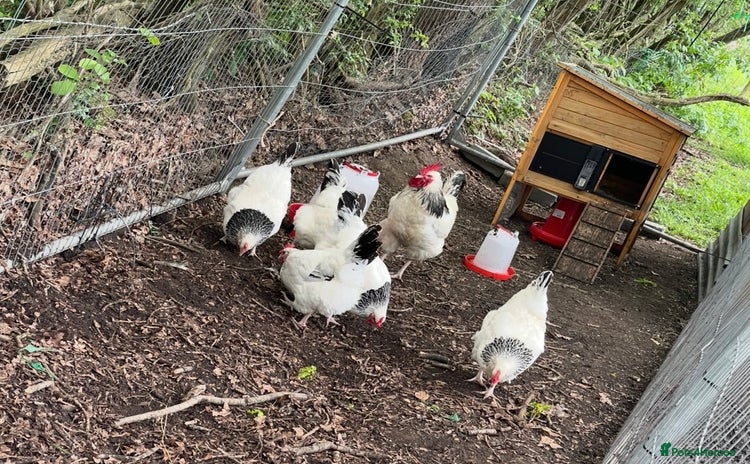 Chickens poultry - Advert 13