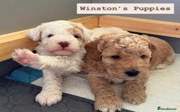 Cockapoo dogs for stud: Proven F1 Cockapoo Stud – Health Tested & Kind - Image 5