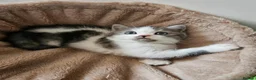 Scottish Fold cats for sale: Adorable Scottish Fold Straight Ear Kittens  - Advert 13