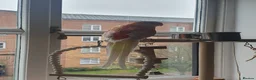 Parakeets birds for sale: **Beautiful Rare Mutation Red-Rumped Parakeet in London - Advert 8