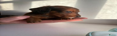 Miniature Dachshund Puppy 2