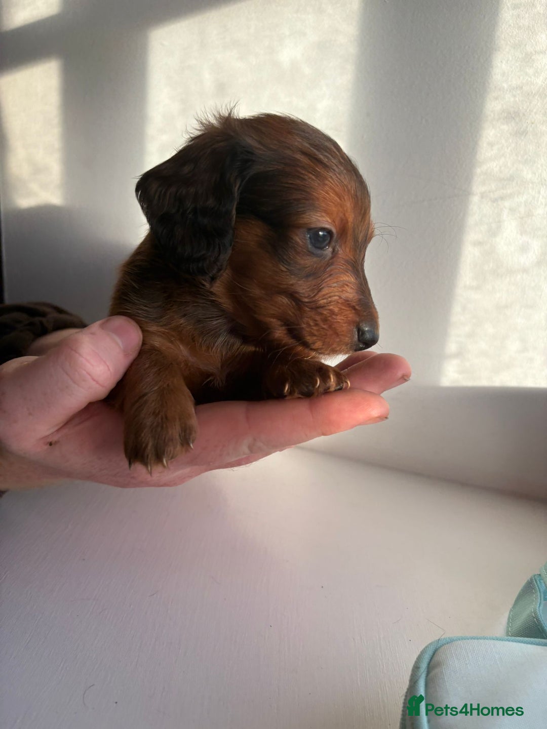 Miniature Dachshund dogs for sale: AWESOME MINIATURE PUPPIES - Advert 5