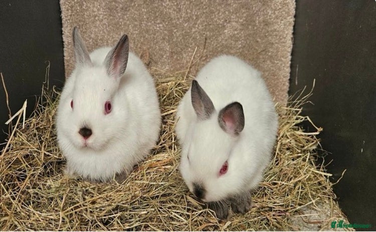 Netherland Dwarf rabbits - Advert 3