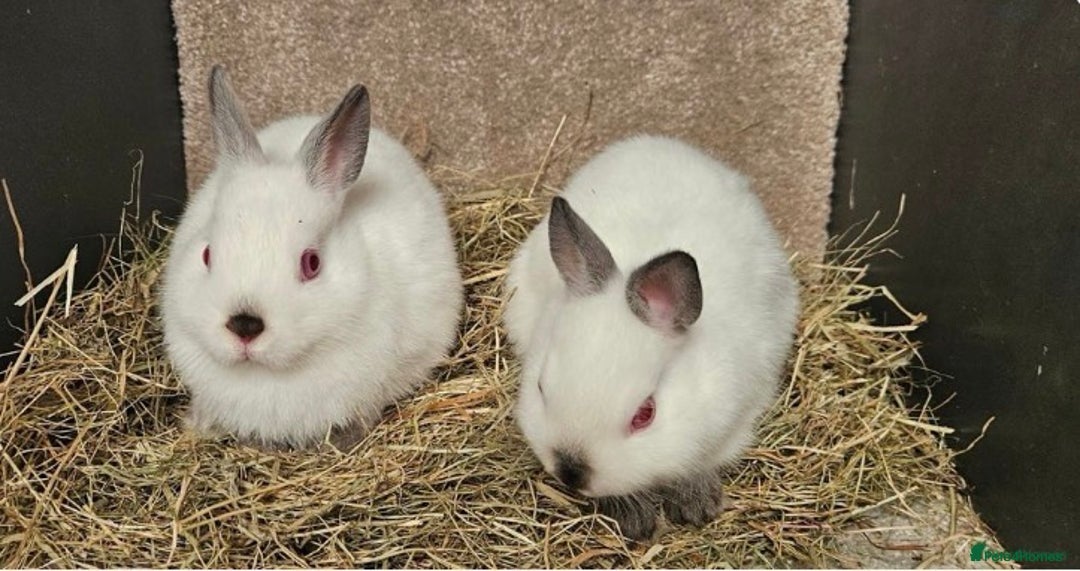 Netherland Dwarf rabbits for sale: Himalayan Netherland Dwarfs 11 weeks old - Image 1