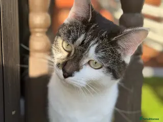 Mixed Breed cats Two female cats - Advert 16