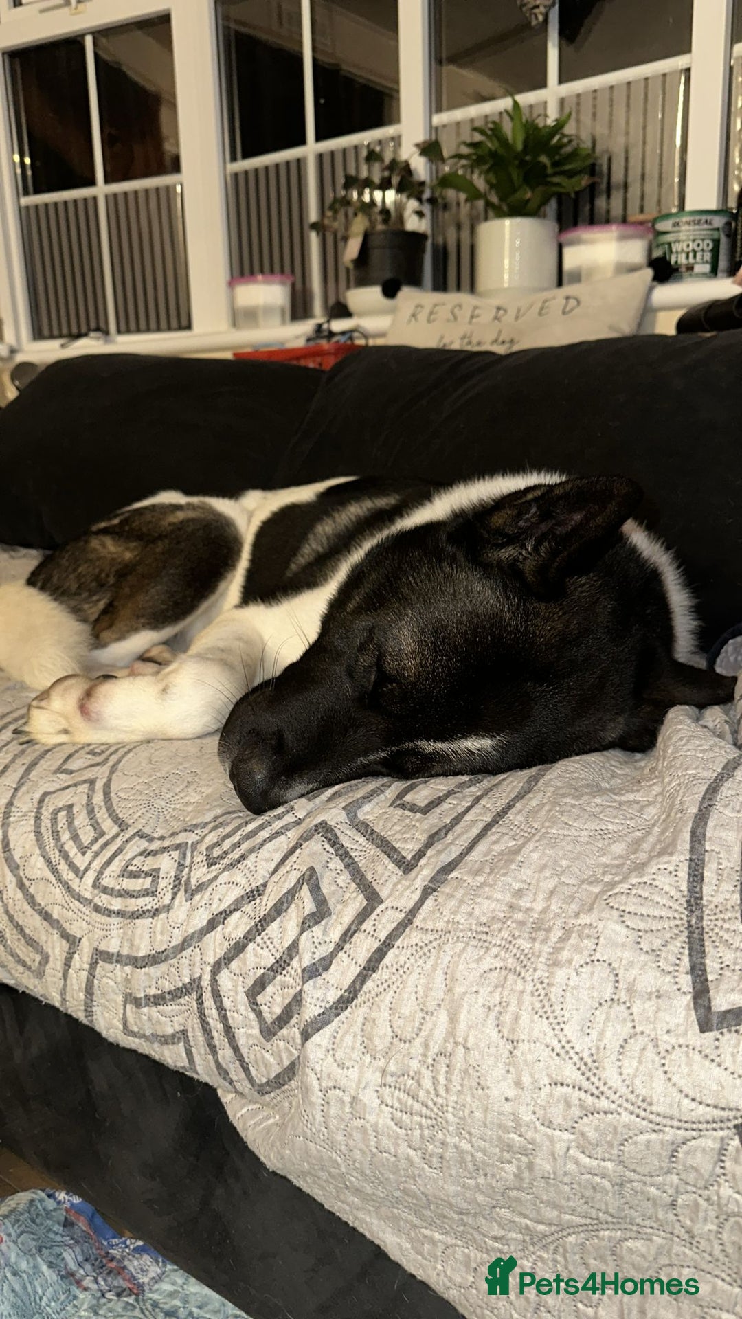 Akita dogs for sale: Beautiful American Akita Male 4 Years Old - Advert 3