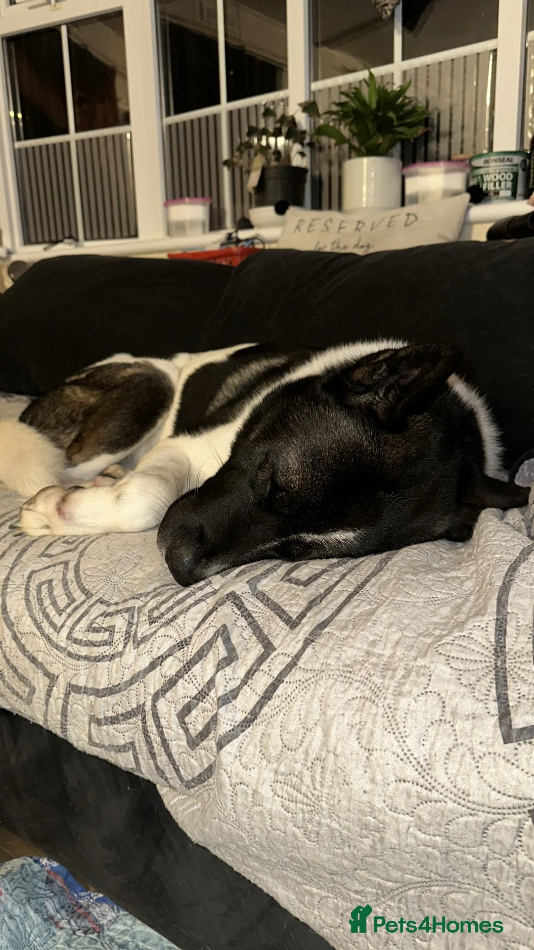 Akita dogs for sale: Beautiful American Akita Male 4 Years Old - Advert 3