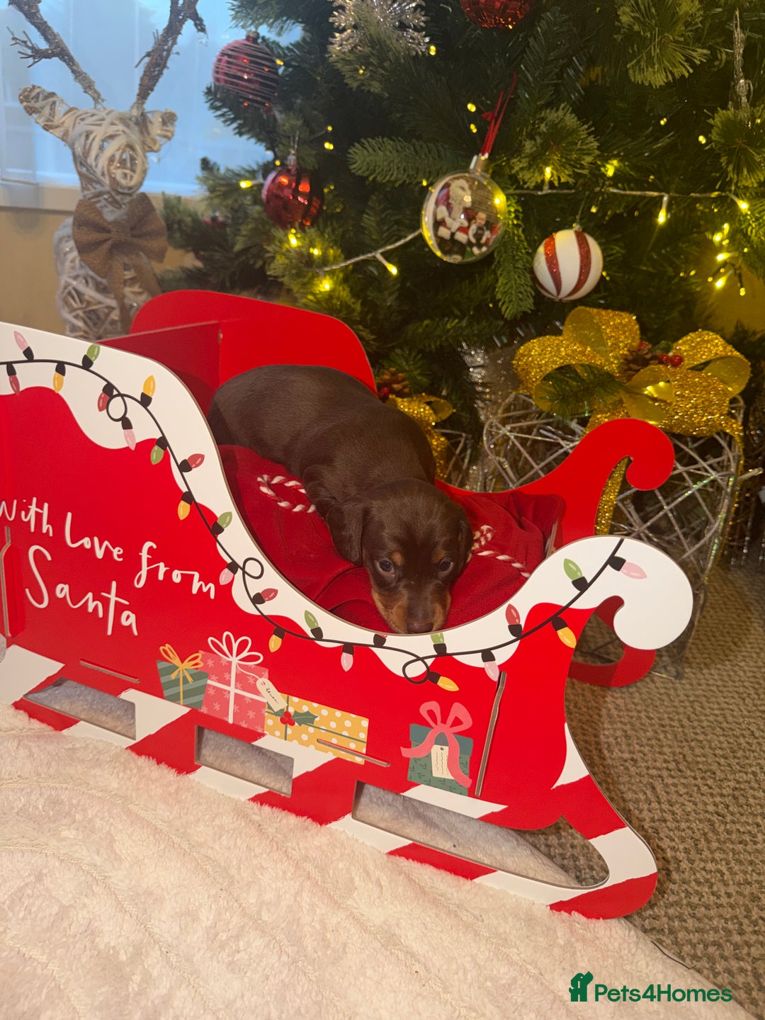 Miniature Dachshund dogs for sale: KC reg Miniature Dachshunds available 24thDecember - Advert 26