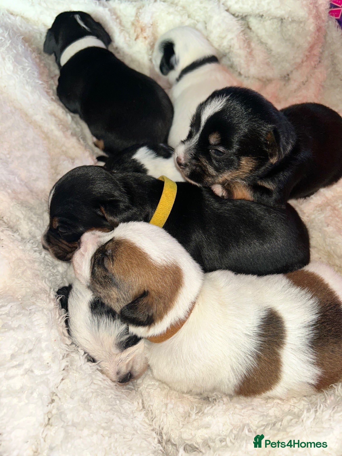 Jack Russell dogs Jack Russell puppys - Advert 3