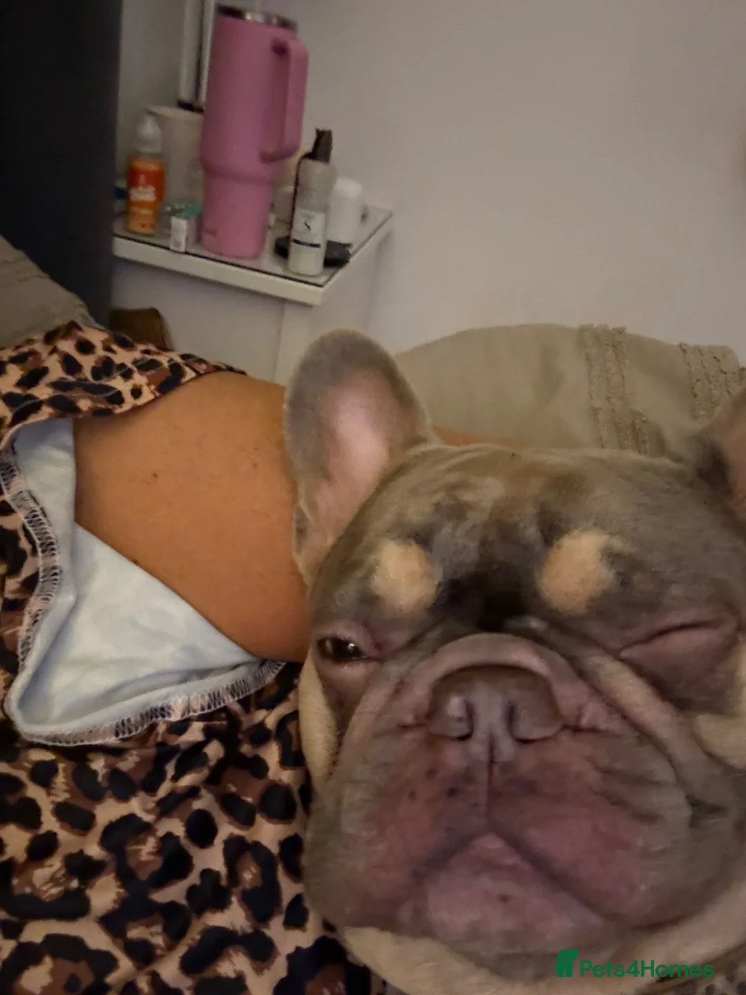 French Bulldog dogs for sale: 5 year old male French bulldog for re homing  - Advert 2