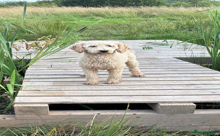 Miniature Poodle dogs - Advert 1