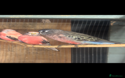 Mixed Breed birds for sale: Quakers, bourkes and budgies for sale  - Image 2