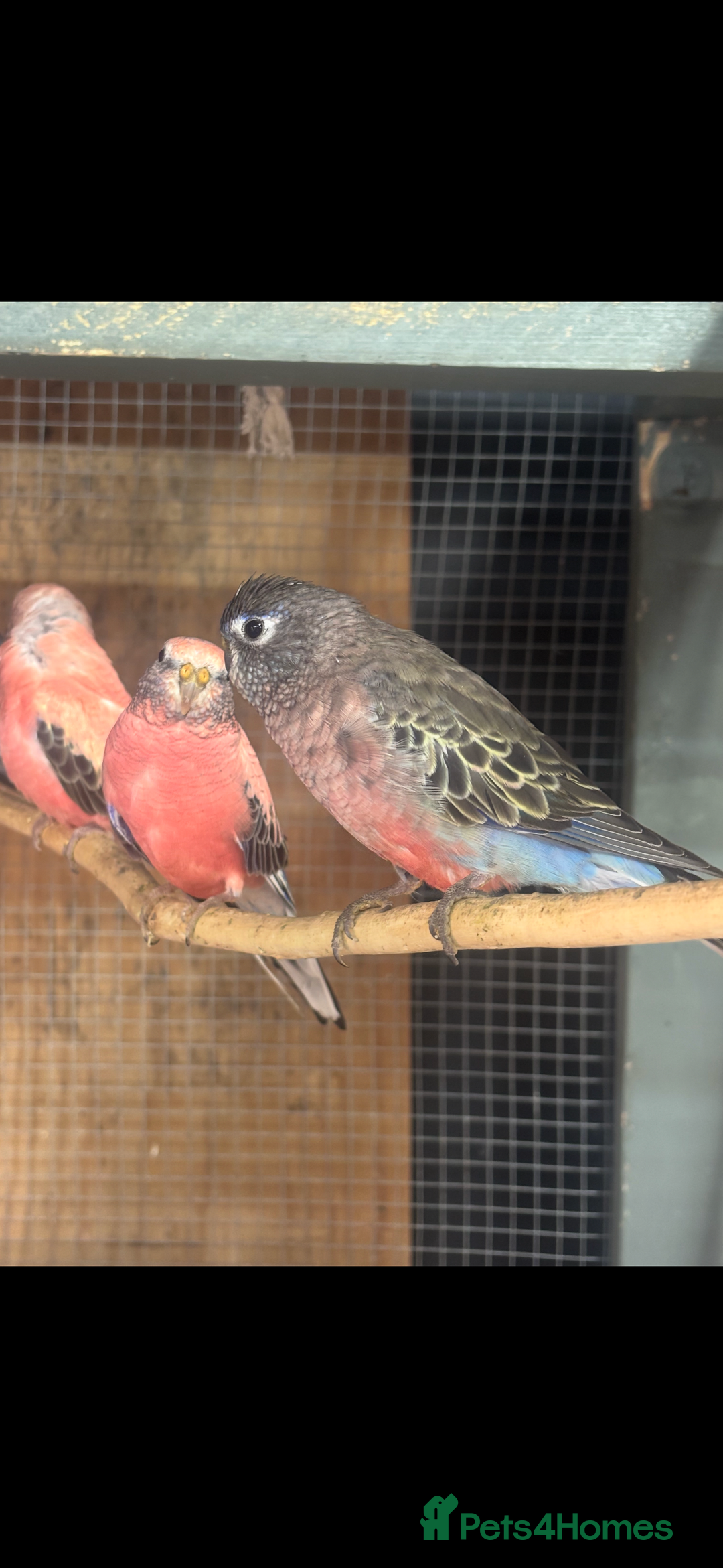 Mixed Breed birds for sale: Quakers, bourkes and budgies for sale  - Image 2