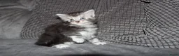 Maine Coon cats for sale: Gorgeous maine coon kittens (2 poly) - Advert 12