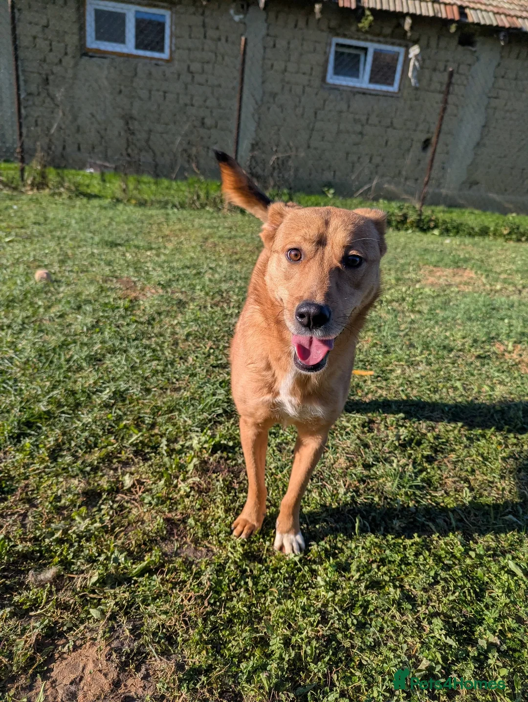 Mixed Breed dogs for adoption: Laika for adoption - Advert 4