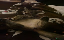 Bengal cats for sale: beautiful bengal kitten  - Image 3
