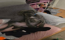 Cane Corso dogs for sale: Bluey  - Image 1
