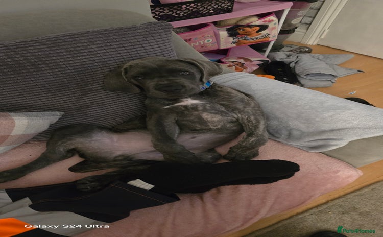 Cane Corso dogs - Advert 1