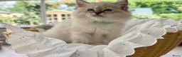 Ragdoll cats for sale: READY TO GO 1 left  (£900) available(TIMEWASTERS)  - Advert 9