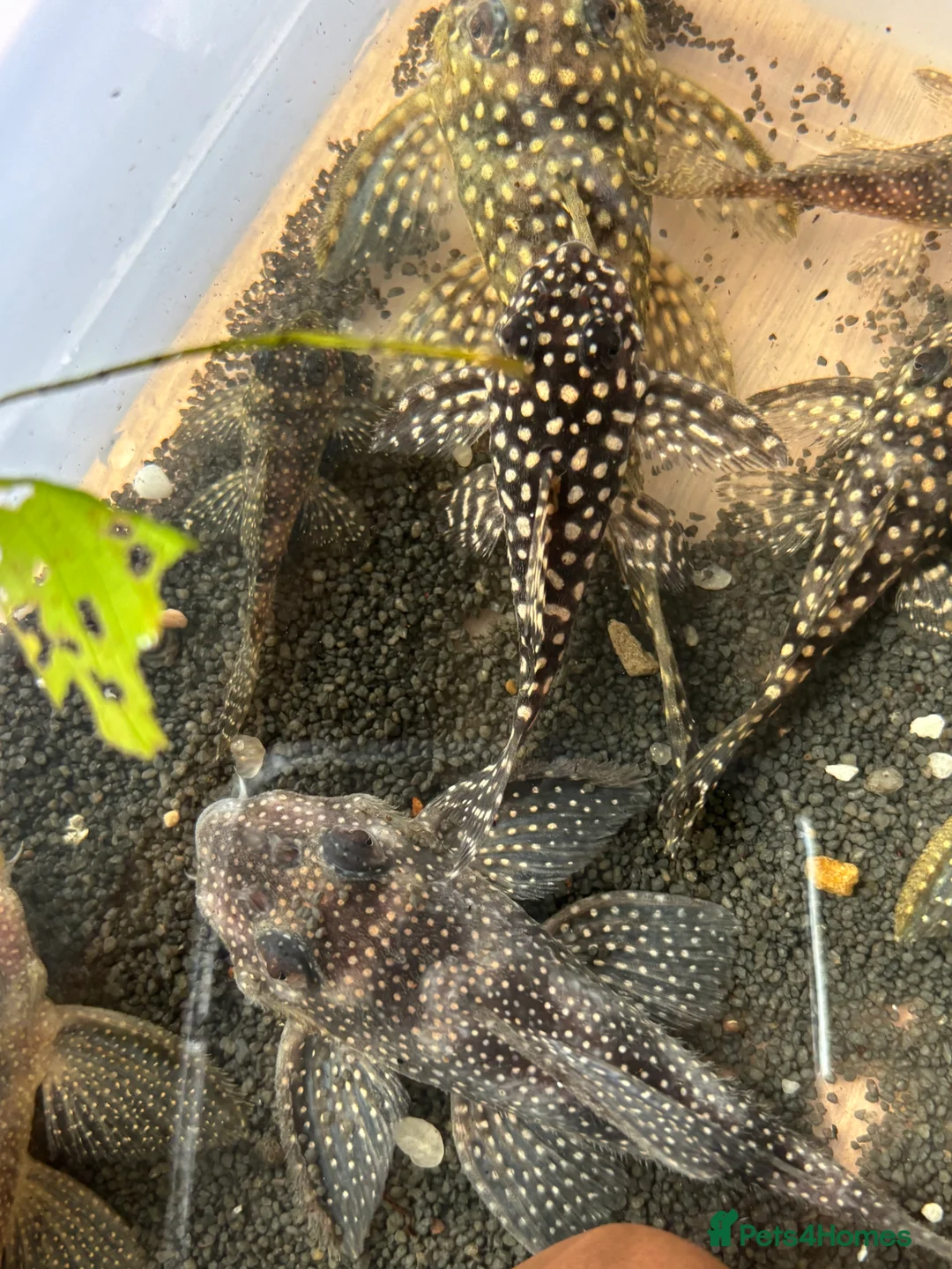 Plecos fish for sale: L136b-c grades. Young to adults.  - Advert 9