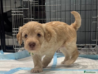 Cockapoo dogs Cockapoo pups ready 24th Dec healthtested parents - Advert 6