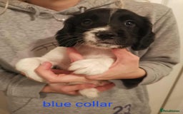 English Springer Spaniel dogs for sale: 🐶 Chunky Springer Spaniel Puppies 🏡 - Advert 2