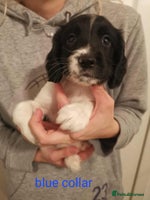 English Springer Spaniel dogs 🐶 Chunky Springer Spaniel Puppies 🏡 - Advert 1