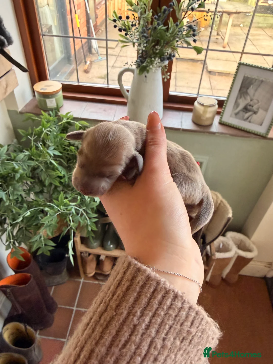 Miniature Dachshund dogs for sale: Exceptional mini dachshunds creams dapples  - Advert 8