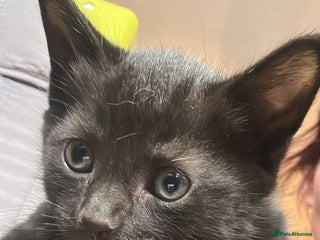 Mixed Breed cats Kittens in Newport - Advert 1