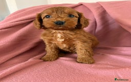 Cockapoo dogs for sale: Beautiful fox red cockapoo - Image 7
