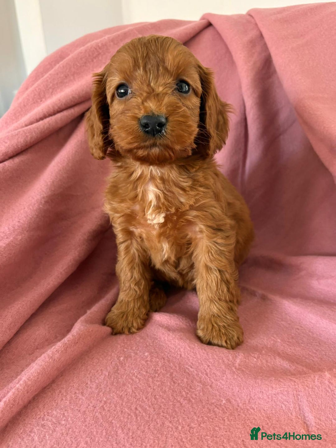 Cockapoo dogs for sale: Beautiful fox red cockapoo - Image 7