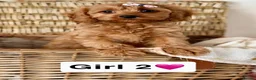 Cavapoo dogs for sale: Stunning quality cavapoo pups - Advert 3