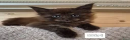 Maine Coon cats for sale: Mein con  - Advert 3