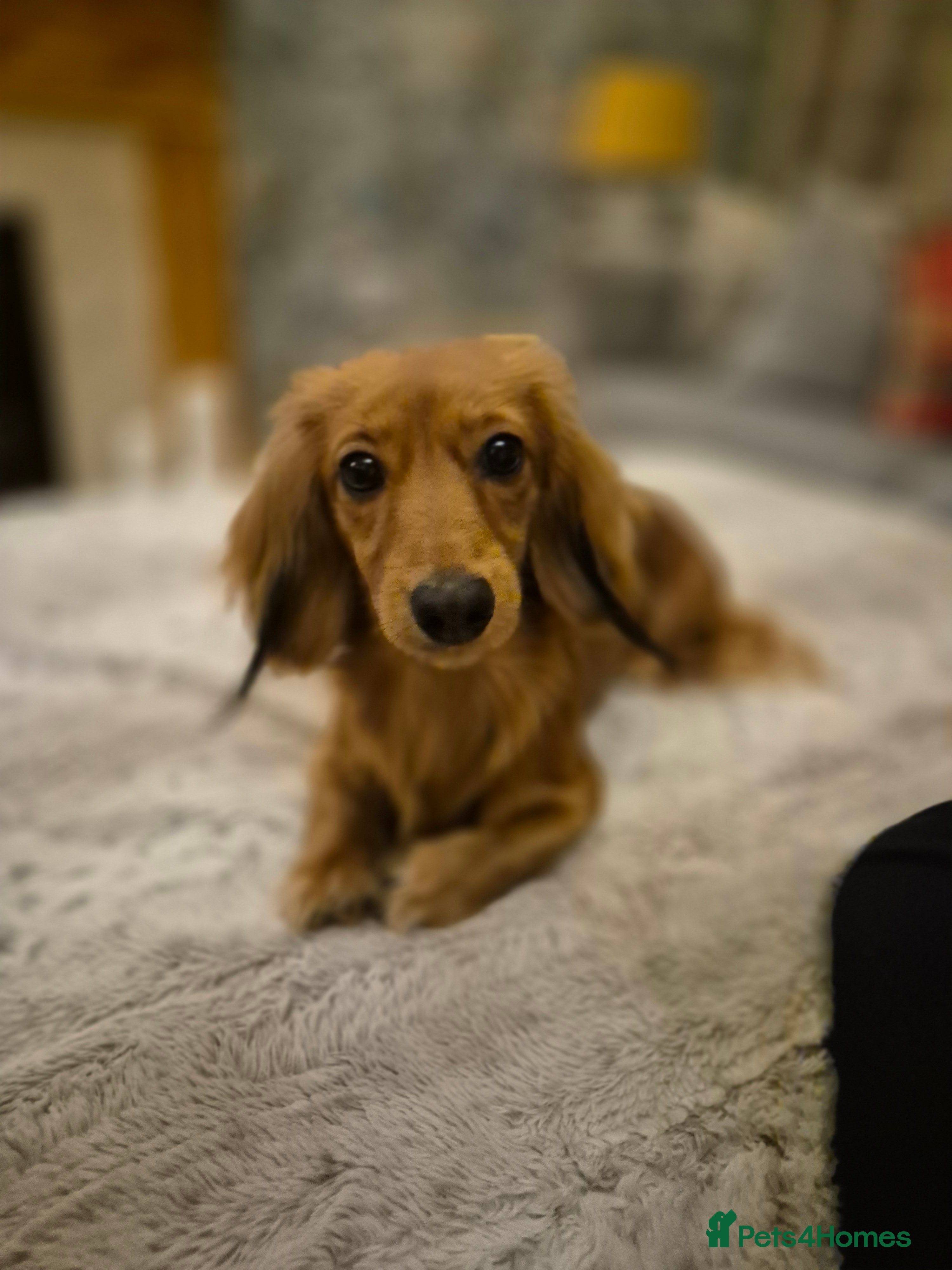 Miniature Dachshund dogs Mini Dachshund in Gillingham - Advert 1