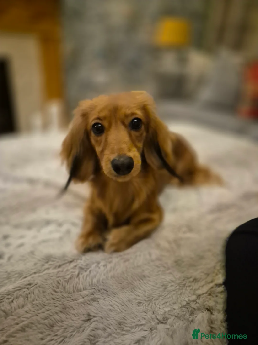 Miniature Dachshund dogs for sale: Mini Dachshund in Gillingham - Advert 1