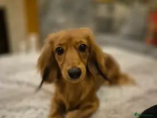 Miniature Dachshund dogs Mini Dachshund in Gillingham - Advert 1