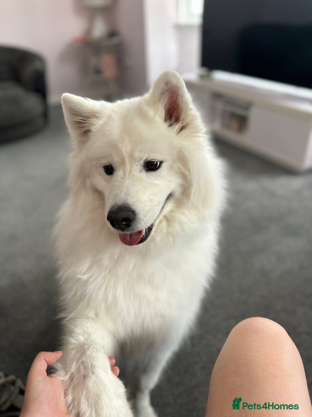 Samoyed dogs for sale: Samoyed looking for his forever home - Image 5