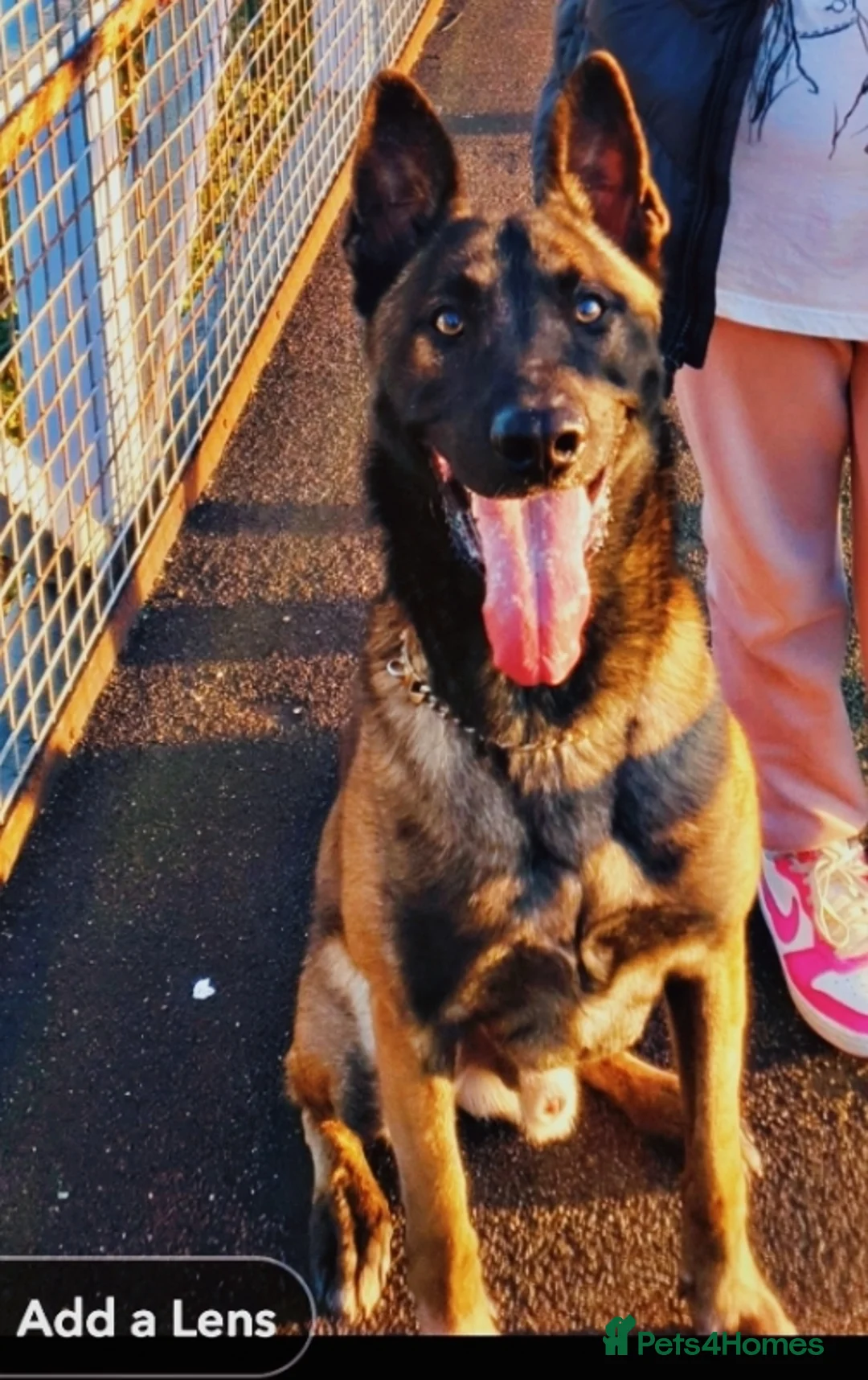 Belgian Shepherd Dog dogs for sale:  **  Belgium malinois 24 months in Sheffield - Advert 2