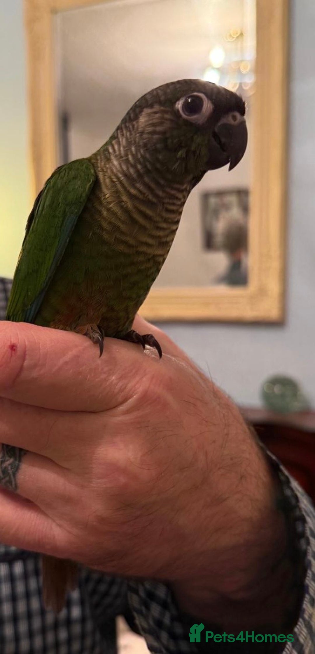 Conures birds for sale: Hand reared baby conures - Advert 2