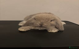 Dwarf Lop rabbits for sale: Baby rabbits  - Image 8