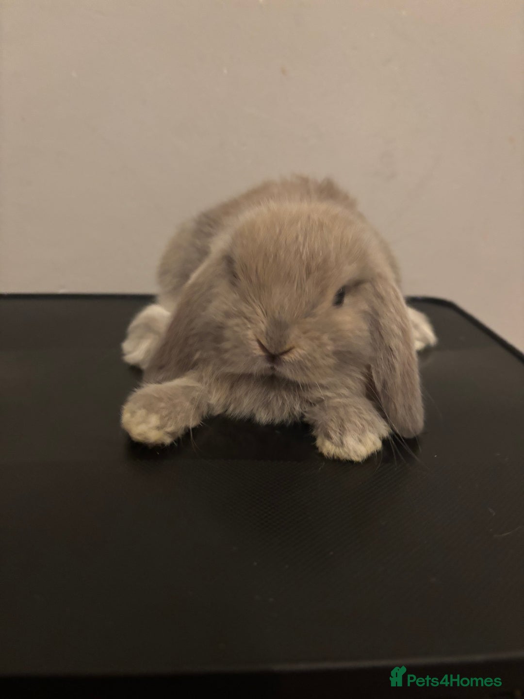 Dwarf Lop rabbits for sale: Baby rabbits  - Image 8
