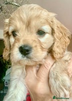 Cavapoo dogs Cavapoo - Advert 9