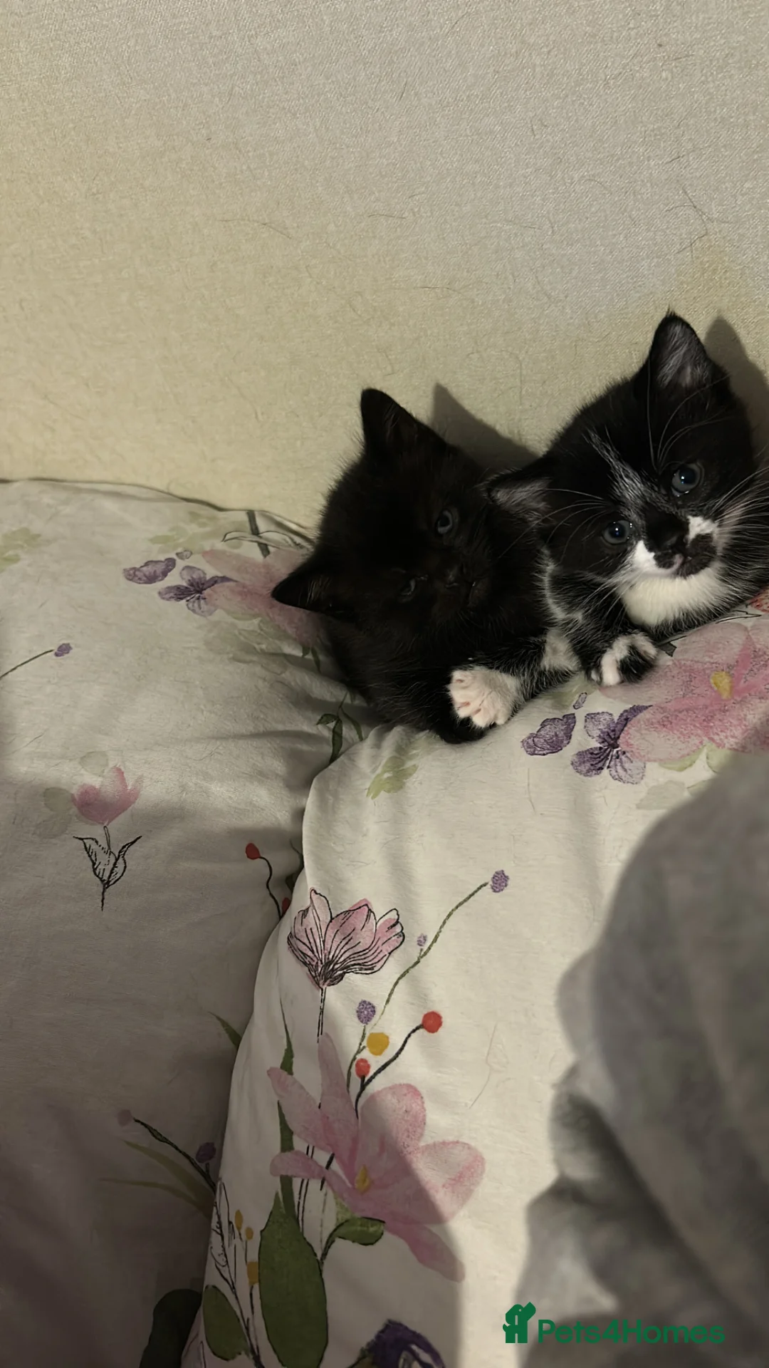 Domestic Shorthair cats for sale: 2 Kittens For Sale!  - Advert 10